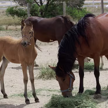 Free Spirit Farm - Shoot Free Spirit Farm - Shoot