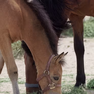 Free Spirit Farm - Shoot Free Spirit Farm - Shoot