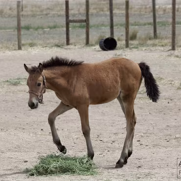 Free Spirit Farm - Shoot Free Spirit Farm - Shoot