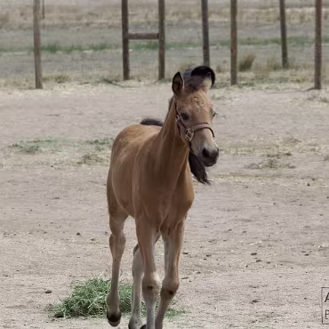 Free Spirit Farm - Shoot Free Spirit Farm - Shoot