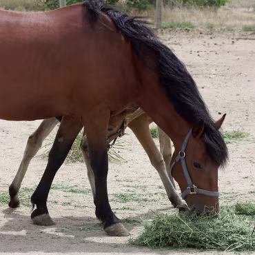 Free Spirit Farm - Shoot Free Spirit Farm - Shoot