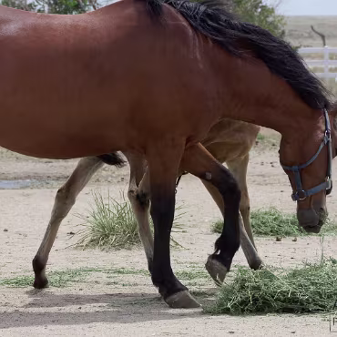 Free Spirit Farm - Shoot Free Spirit Farm - Shoot