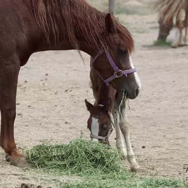 Free Spirit Farm - Shoot Free Spirit Farm - Shoot