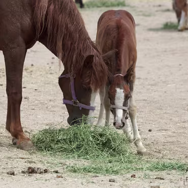Free Spirit Farm - Shoot Free Spirit Farm - Shoot
