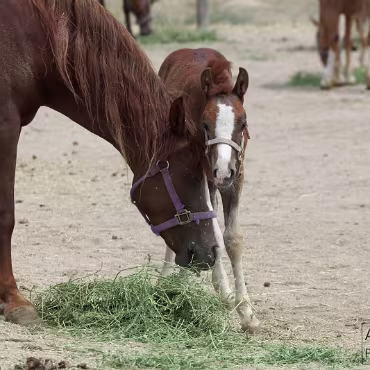 Free Spirit Farm - Shoot Free Spirit Farm - Shoot