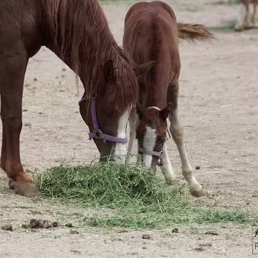 Free Spirit Farm - Shoot Free Spirit Farm - Shoot