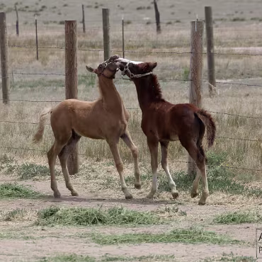 Free Spirit Farm - Shoot Free Spirit Farm - Shoot