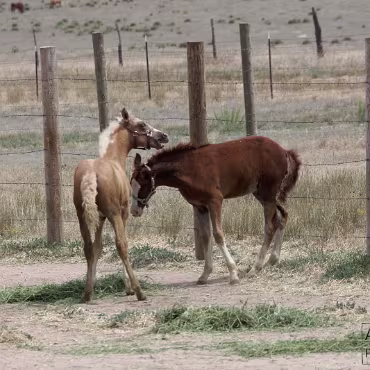 Free Spirit Farm - Shoot Free Spirit Farm - Shoot