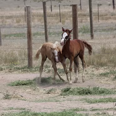 Free Spirit Farm - Shoot Free Spirit Farm - Shoot
