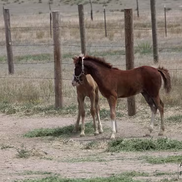 Free Spirit Farm - Shoot Free Spirit Farm - Shoot