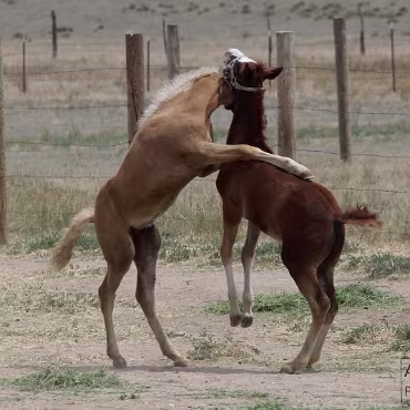 Free Spirit Farm - Shoot Free Spirit Farm - Shoot