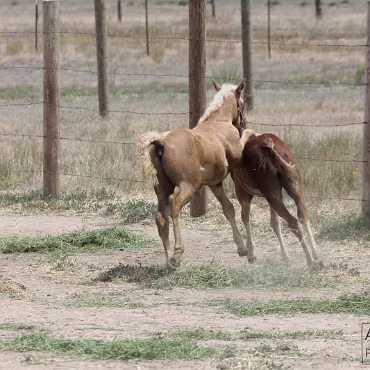 Free Spirit Farm - Shoot Free Spirit Farm - Shoot