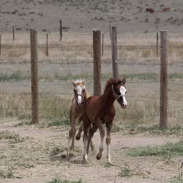 Free Spirit Farm - Shoot Free Spirit Farm - Shoot