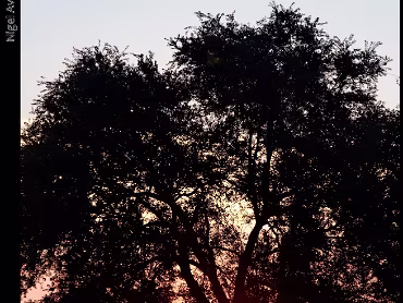 Angelique Corvo Sunrise