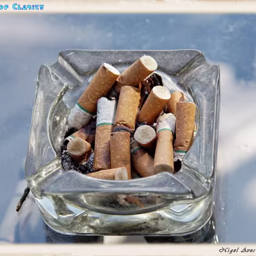 A Day in the Woods A Day in the Woods