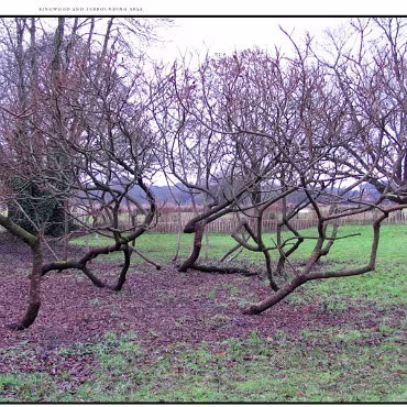 Ringwood, Hampshire, UK Nestled at the edge (now) of the New Forest, Ringwood is my home town in the UK