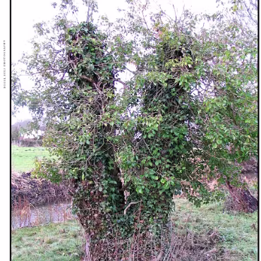 Ringwood, Hampshire, UK Nestled at the edge (now) of the New Forest, Ringwood is my home town in the UK