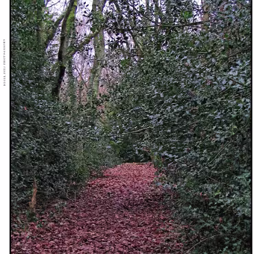 Ringwood, Hampshire, UK Nestled at the edge (now) of the New Forest, Ringwood is my home town in the UK