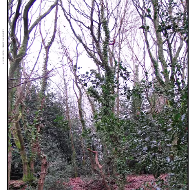 Ringwood, Hampshire, UK Nestled at the edge (now) of the New Forest, Ringwood is my home town in the UK