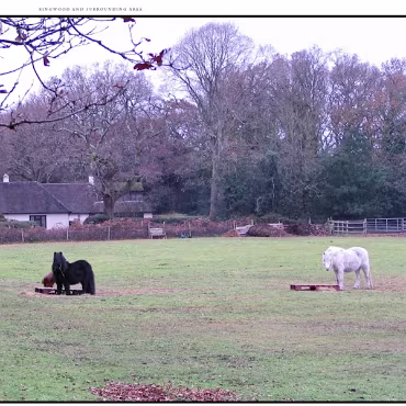 Ringwood, Hampshire, UK Nestled at the edge (now) of the New Forest, Ringwood is my home town in the UK