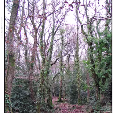 Ringwood, Hampshire, UK Nestled at the edge (now) of the New Forest, Ringwood is my home town in the UK