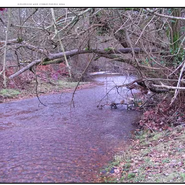 Ringwood, Hampshire, UK Nestled at the edge (now) of the New Forest, Ringwood is my home town in the UK
