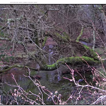 Ringwood, Hampshire, UK Nestled at the edge (now) of the New Forest, Ringwood is my home town in the UK