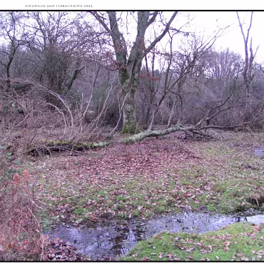 Ringwood, Hampshire, UK Nestled at the edge (now) of the New Forest, Ringwood is my home town in the UK